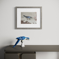 Blue Jay - Original Watercolor Pencil Painting