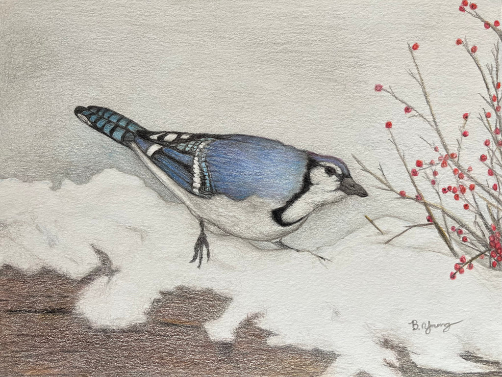 Blue Jay - Original Watercolor Pencil Painting