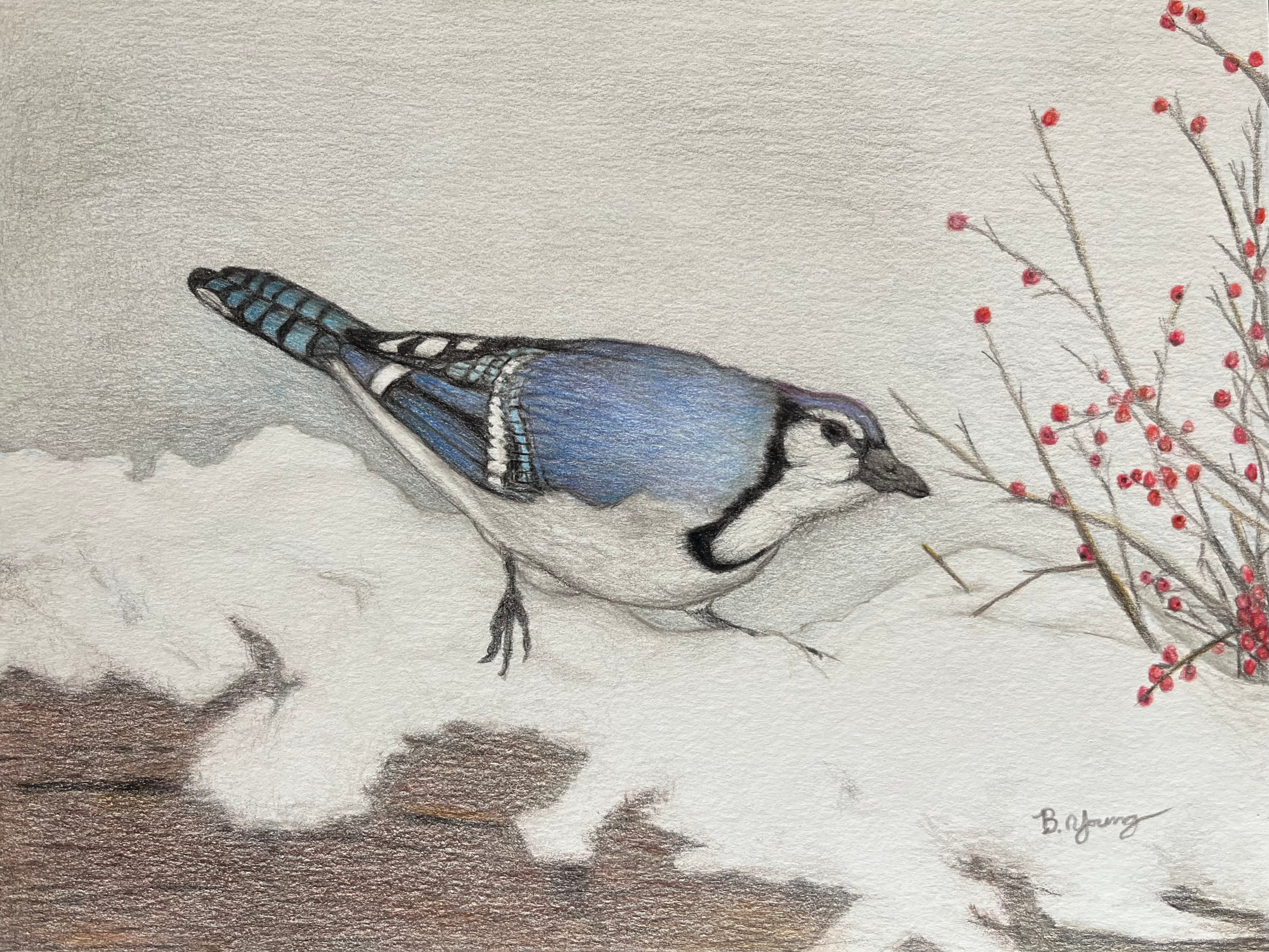 Blue Jay - Original Watercolor Pencil Painting
