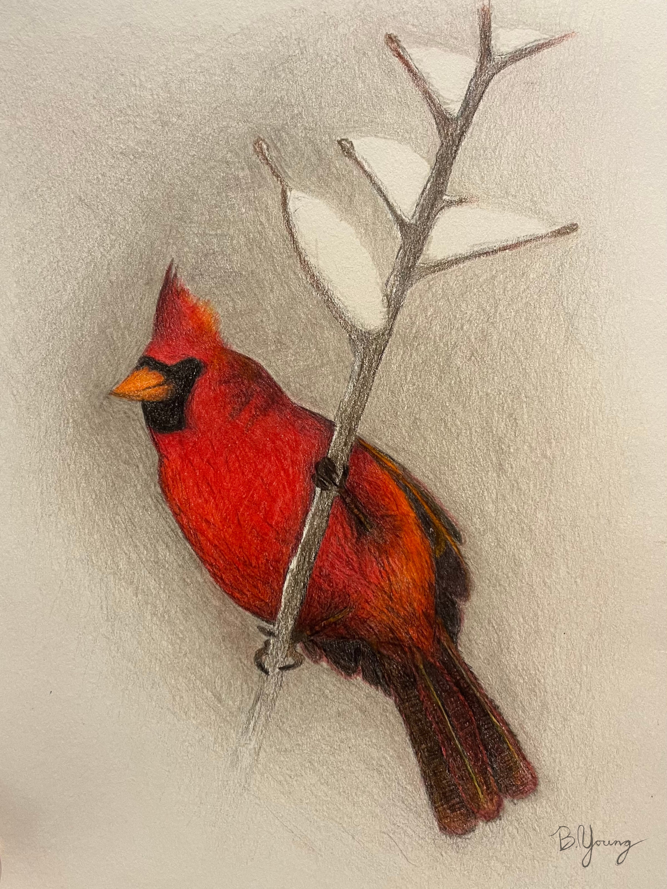 Northern Cardinal - Original Watercolor Pencil Painting